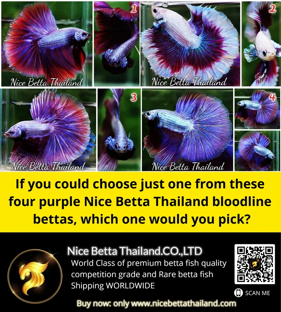 purple-betta-fish-arene-of-the-most-pure-and-perfect-purples-have-come-out-of-a-farm-in-bangkok-called-nice-betta-thailand