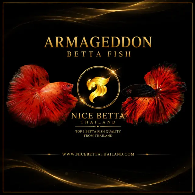 Armageddon Betta Fish – A Masterpiece of Fire and Color