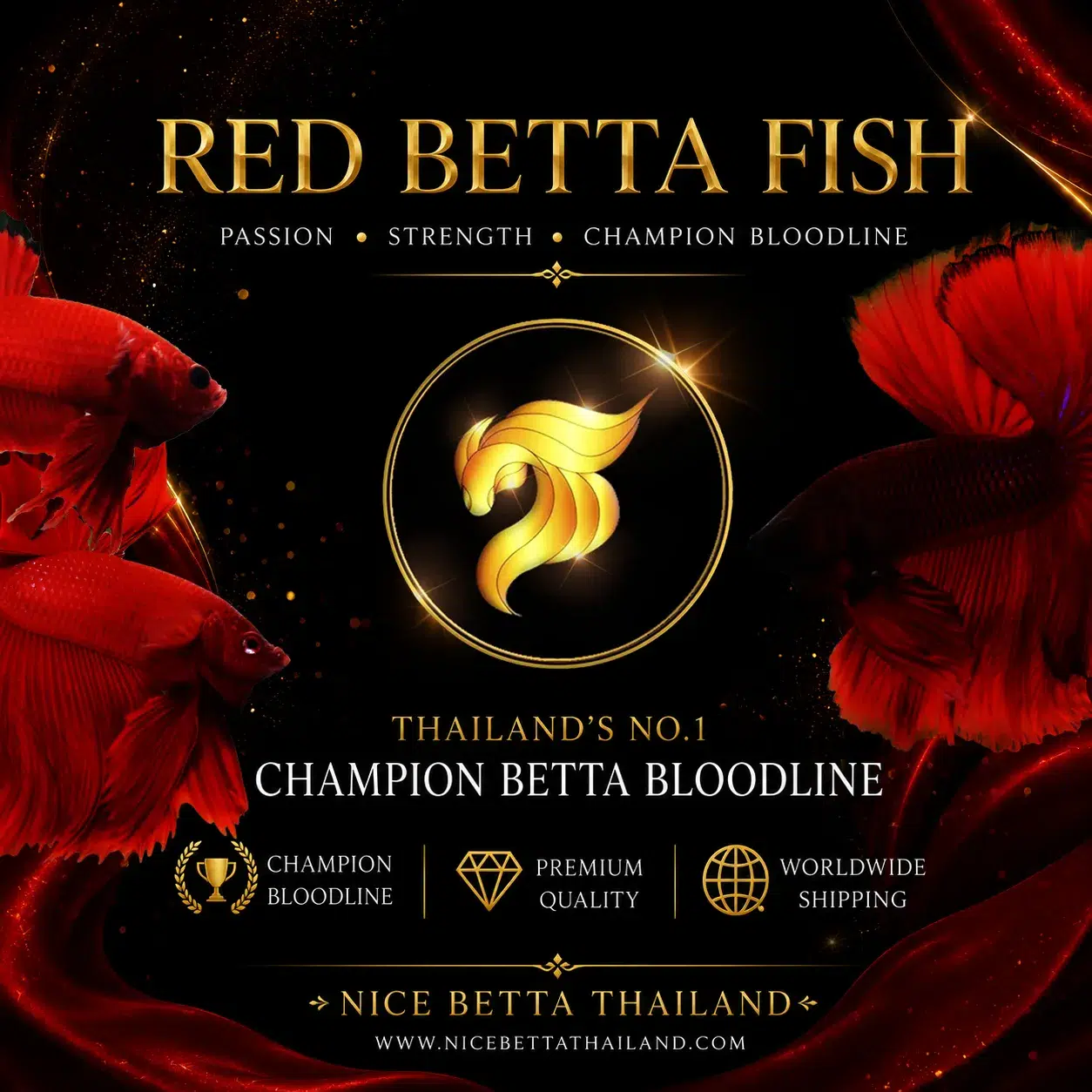 discover-the-timeless-beauty-of-the-red-betta-fish-championship-genetics