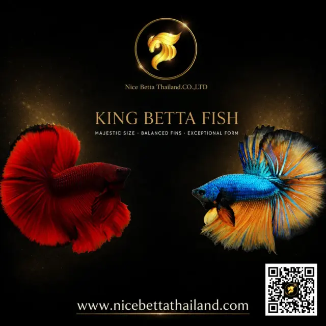 King Betta Fish Champions Bloodline Genetic