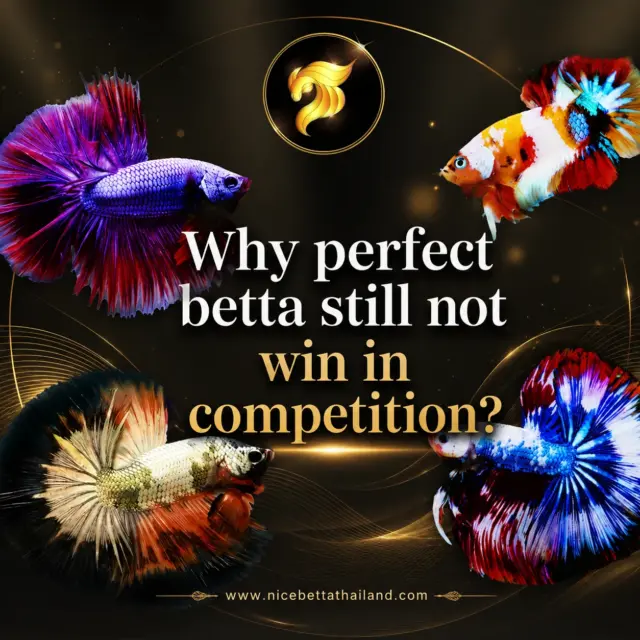 Perfect betta fish
