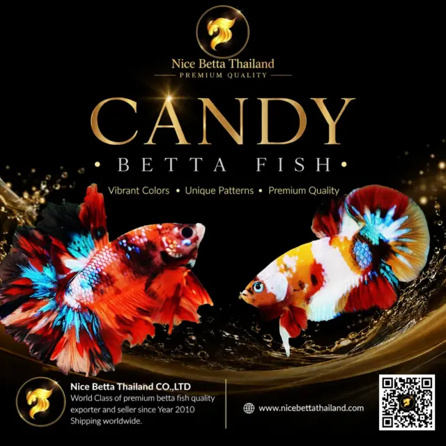 Premium Candy Betta Fish Bloodline By Nice Betta Thailand