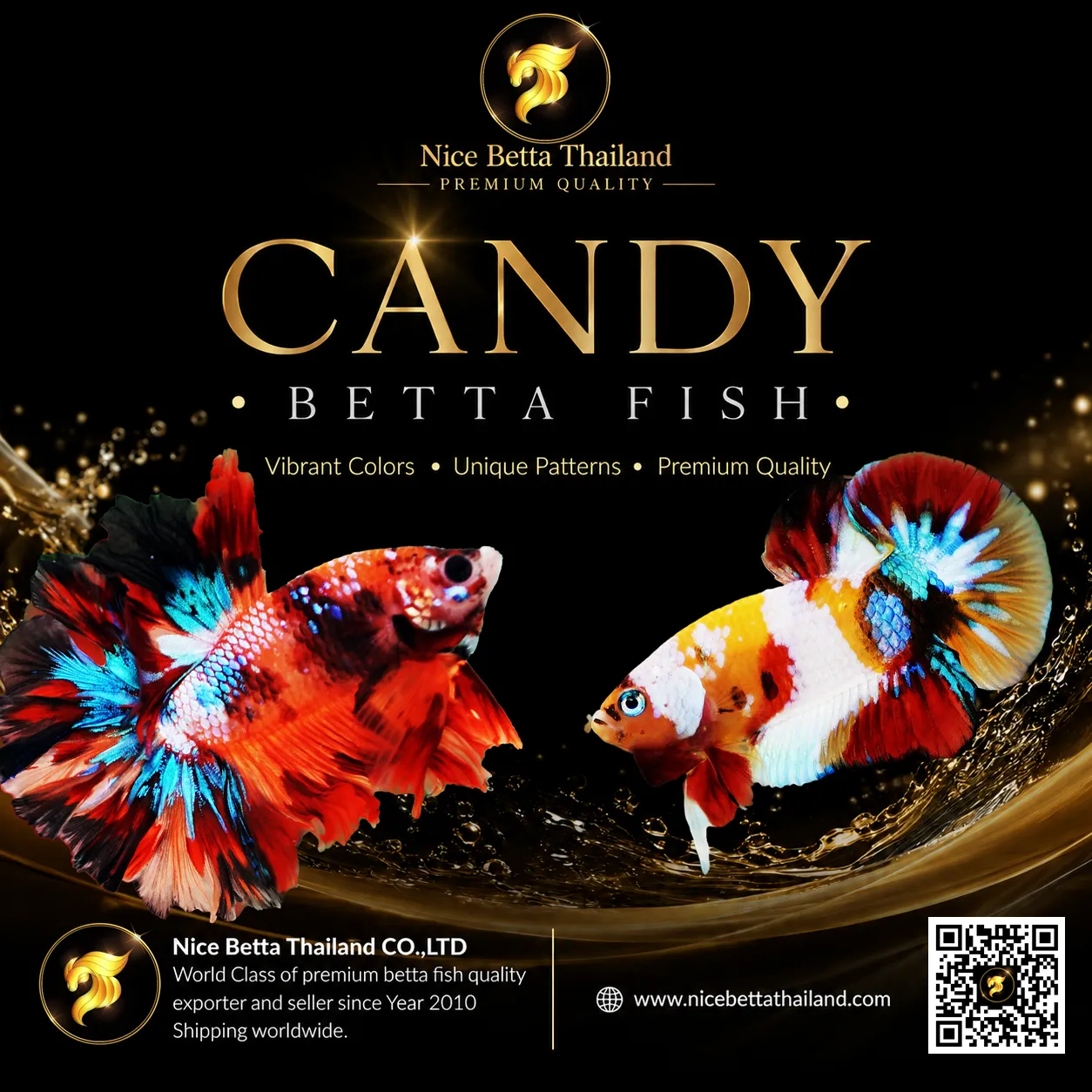 premium-candy-betta-fish-bloodline-by-nice-betta-thailand