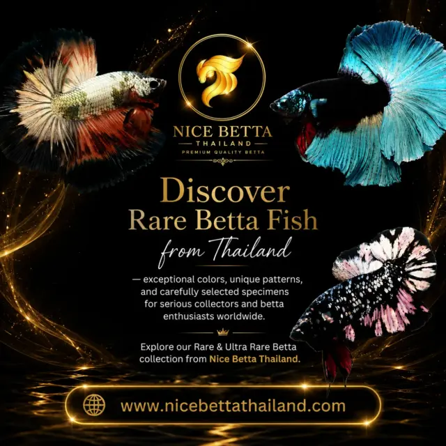Rare Betta Fish For Sale By Nice Betta Thailand