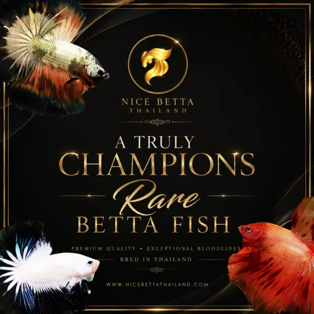 Rare Betta Fish — Extraordinary Beauty, Exceptional Bloodlines