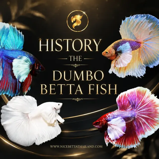 The History of the Dumbo Betta Fish — A Remarkable Betta with a Unique Identity
