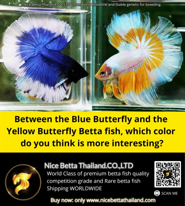Between the Blue Butterfly and the Yellow Butterfly Betta fish, which color do you think is more interesting