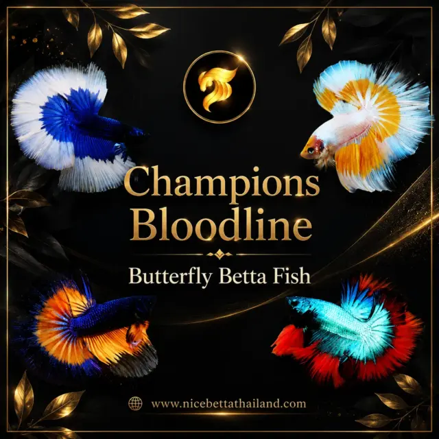 Butterfly Betta Fish — Elegance Defined by Genetics