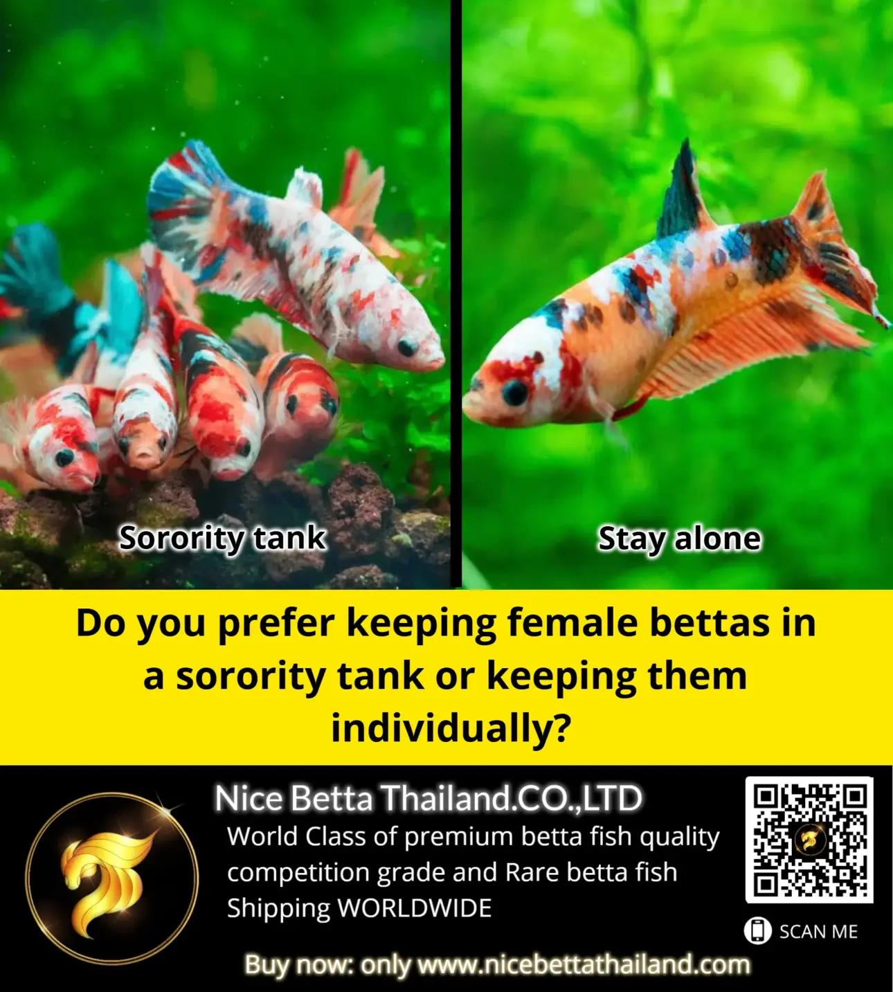 female-betta-fish