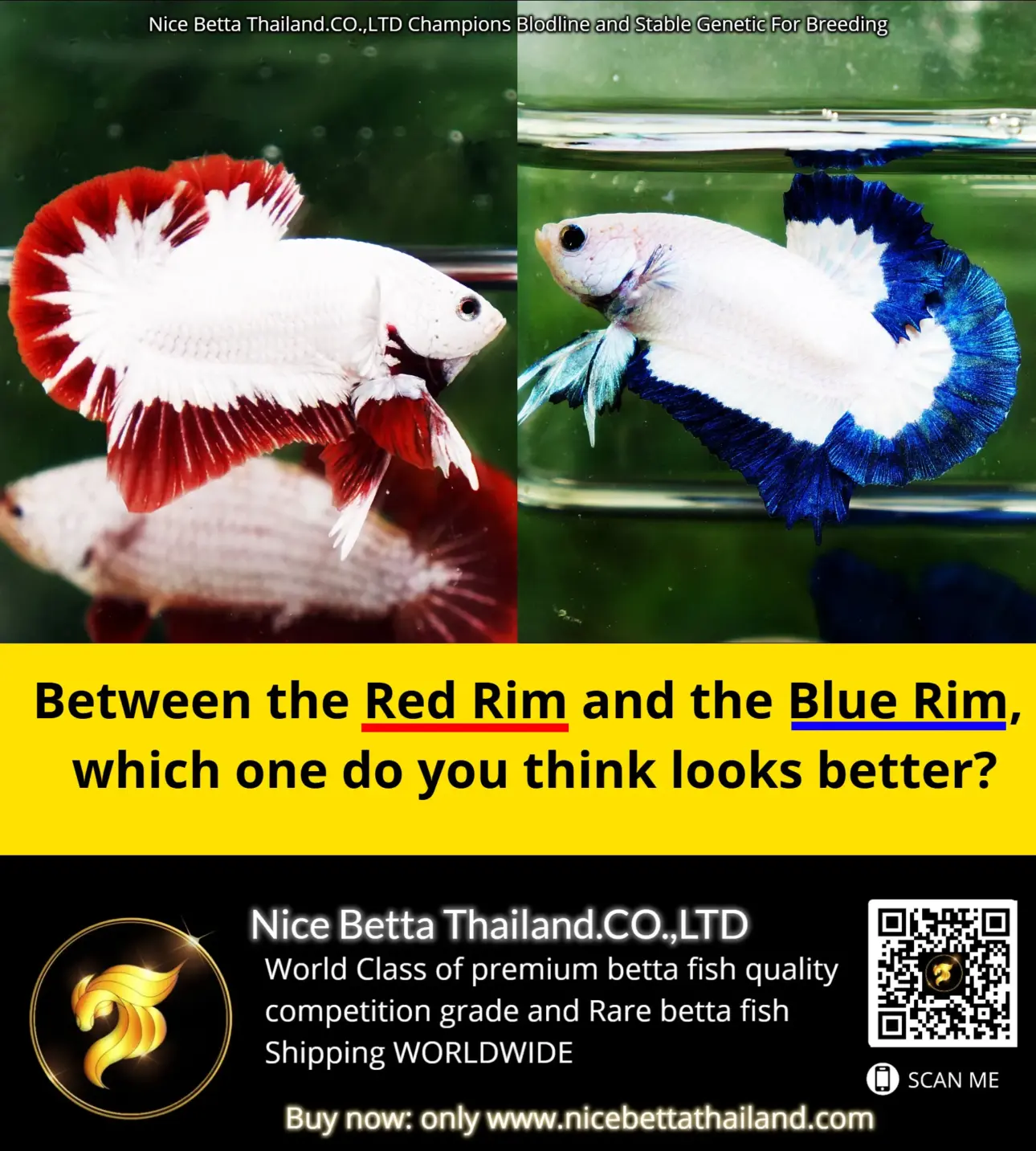 pattern-betta-fish-for-sale