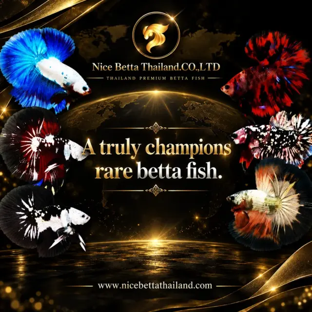 Rare Betta Fish for True Collectors