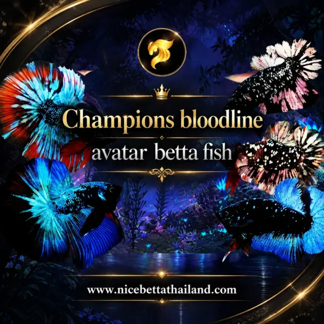 VATAR BETTA FISH — CHAMPIONS BLOODLINE