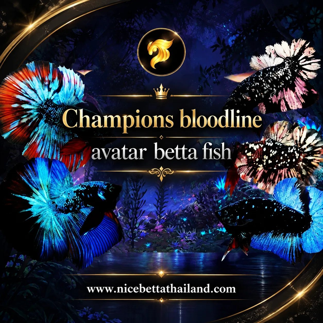 vatar-betta-fish-champions-bloodline