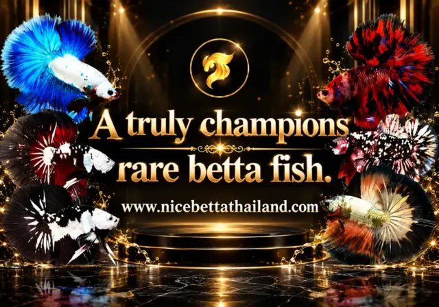 Rare Betta Fish By Nice Betta Thailand