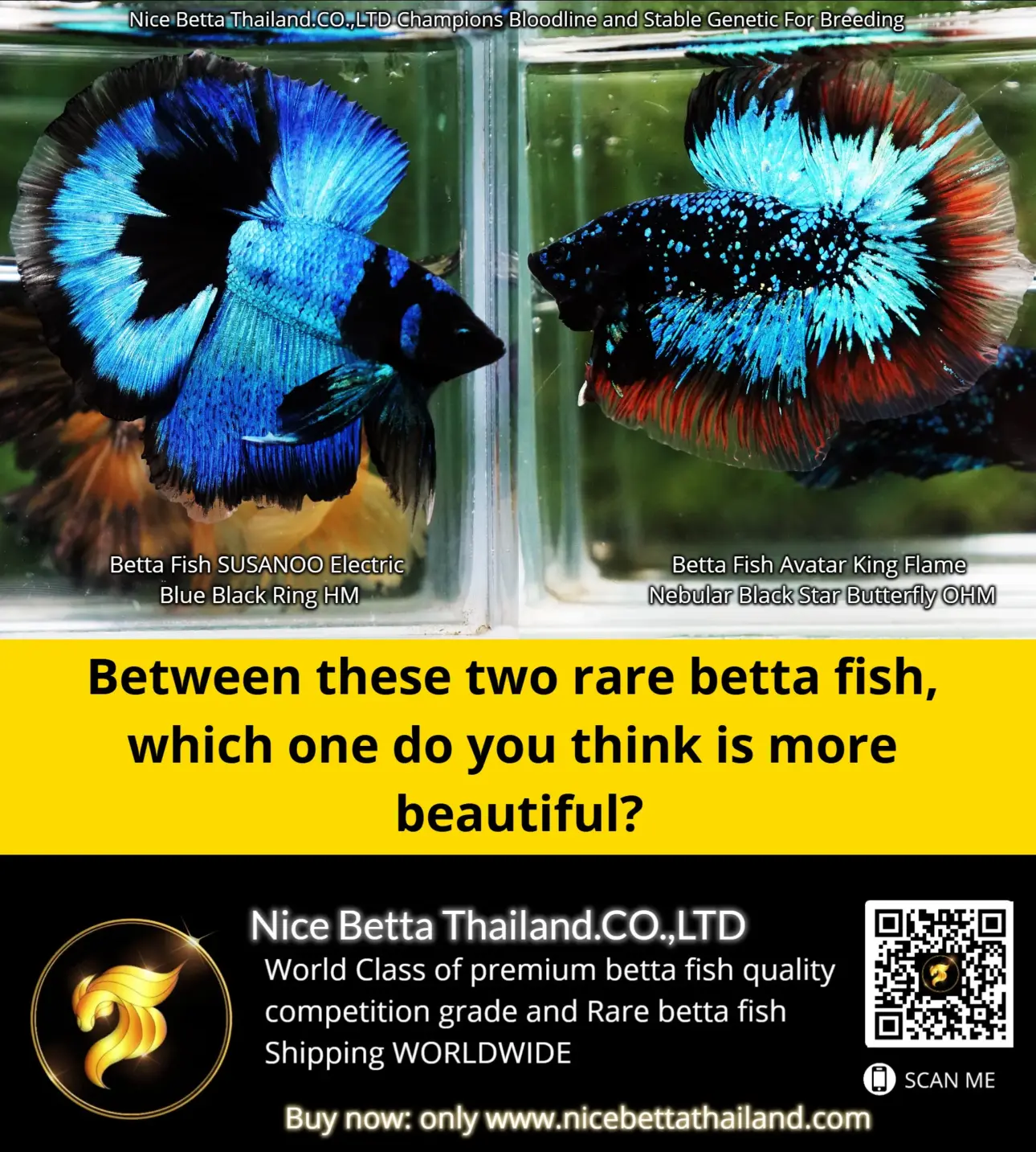 two-extraordinary-rare-betta-fish-two-unique-masterpieces