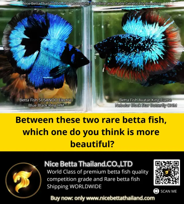 Two extraordinary rare Betta fish, two unique masterpieces