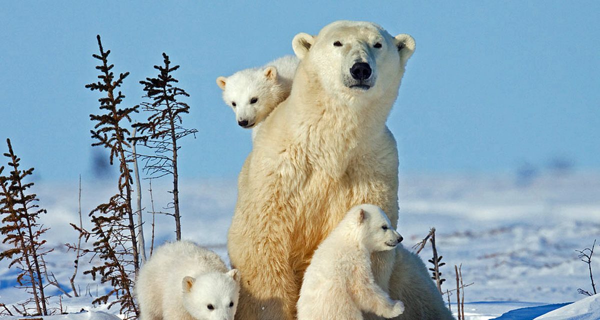 the-trump-administration-have-put-a-10-percent-tariff-on-the-island-of-svalbard-which-has-a-higher-polar-bear-population-than-human