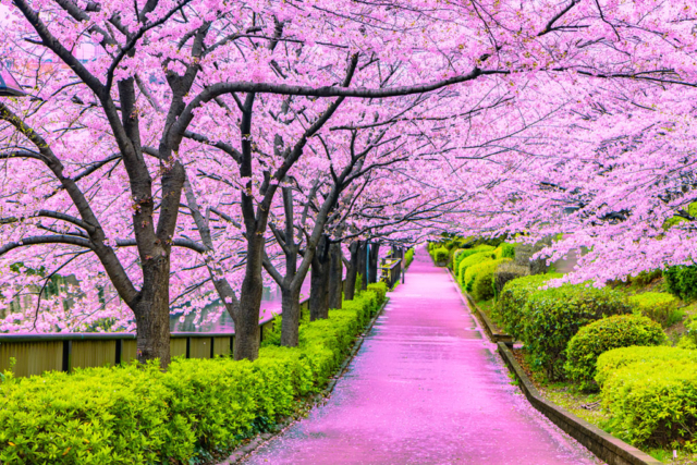 Japan to gift the United States 250 cherry blossom trees to celebrate America's 250th birthday.