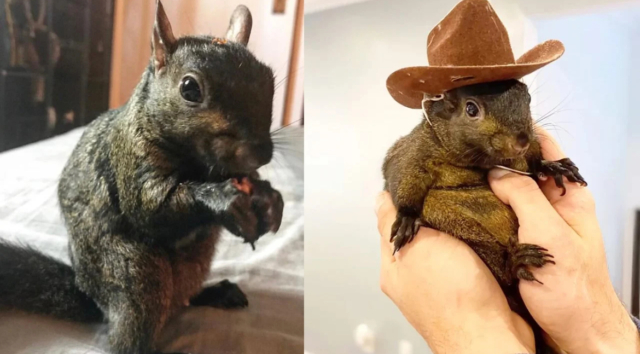 peanut-the-squirrels-viral-fame-sparks-meme-coin-frenzy-on-solana