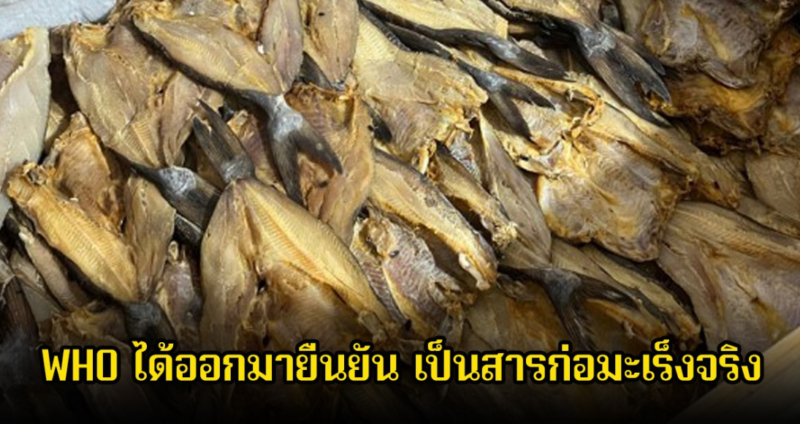 องค์การอนามัยโลก ยืนยันแล้ว ปลา 1 ชนิด เป็นสารก่อมะเร็งจริง พบหลายคนกินแทบทุกวัน วันที่ 12 พ.ย. 68 ทาง WHO ได้ออกมายืนยัน ปลาเค็ม เป็นสารก่อมะเร็งกลุ่ม 1 เสี่ยงมะเร็งโพรงจมูกสูง โดย องค์การอนามัยโลก (WHO) โดยสำนักงานวิจัยมะเร็งนานาชาติ (IARC) ได้จัดให้ “ปลาเค็ม” เป็นสารก่อมะเร็งกลุ่ม 1 ซึ่งเป็นระดับความเสี่ยงสูงสุดเทียบเท่ากับยาสูบและแร่ใยหิน โดยชี้ว่าอันตรายไม่ได้มาจากตัวปลา แต่เกิดจากกระบวนการหมักเกลือที่สร้างสาร “ไนโตรซามีน” (N-nitrosamines) ซึ่งเป็นสารก่อมะเร็งที่ได้รับการยืนยันแล้ว และมีความเชื่อมโยงโดยตรงกับการเพิ่มความเสี่ยงของมะเร็งโพรงจมูกสูงกว่าปกติ 5-10 เท่า นอกจากนี้ ปลาเค็มยังมีความเสี่ยงจากปริมาณโซเดียมที่สูงซึ่งอาจนำไปสู่โรคความดันโลหิตสูง และหากเก็บรักษาไม่ดี อาจเกิดเชื้อราที่สร้างสาร “อะฟลาทอกซิน” ซึ่งเป็นปัจจัยเสี่ยงของมะเร็งตับได้ อย่างไรก็ตาม แพทย์ผู้เชี่ยวชาญแนะนำว่ายังสามารถรับประทานปลาเค็มได้อย่างปลอดภัย หากปฏิบัติตามคำแนะนำอย่างเคร่งครัด โดยควรจำกัดการบริโภคให้น้อยลง เหลือเพียงเดือนละ 1-2 ครั้ง และที่สำคัญคือควรเปลี่ยนวิธีการปรุงจากการทอดด้วยไฟแรงมาเป็น “การนึ่ง” เพื่อลดปริมาณสารอันตรายและโซเดียม นอกจากนี้ ควรรับประทานคู่กับผักและผลไม้สดที่มีวิตามินซีสูง เช่น มะเขือเทศ หรือบรอกโคลี เพื่อช่วยยับยั้งการสร้างสารก่อมะเร็งในร่างกาย ทั้งนี้ ควรเลือกซื้อปลาเค็มจากแหล่งที่สะอาดน่าเชื่อถือ เก็บในที่แห้ง และทิ้งทันทีหากมีกลิ่นผิดปกติหรือเชื้อรา โดยเฉพาะผู้สูงอายุ สตรีมีครรภ์ และผู้มีประวัติครอบครัวเป็นมะเร็ง ควรหลีกเลี่ยงการบริโภคเพื่อความปลอดภัยสูงสุดอวสานปลาเค็ม WHO ยกเป็นสารก่อมะเร็งกลุ่ม 1 เสี่ยงมะเร็งโพรงจมูก 10 เท่า