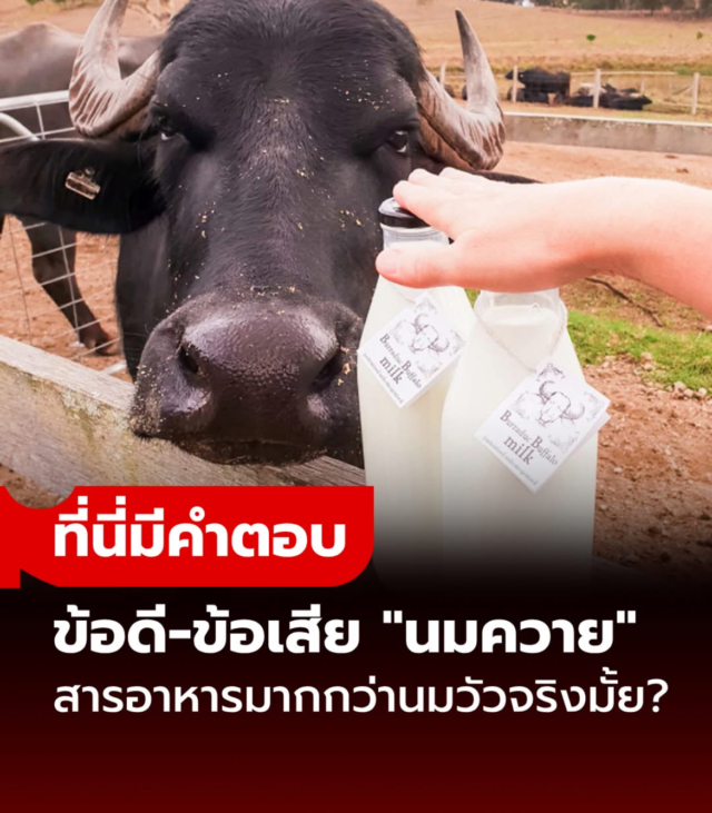 ข้อดี-ข้อเสียของ "นมควาย" มีสารอาหารมากกว่านมวัวจริงเหรอ? แล้วเหมาะกับใครบ้าง? “นมควาย” กลับมาได้รับความสนใจในแวดวงสุขภาพอีกครั้ง เพราะมีคนเชื่อว่ามีสารอาหารมากกว่านมวัว(?) และอาจดีต่อร่างกายมากกว่า(?) นมควาย หรือ Buffalo Milk อาจไม่ใช่นมที่เราพบเห็นบ่อยในร้านสะดวกซื้อ แต่ในหลายประเทศอย่าง อินเดีย, อิตาลี หรือปากีสถาน นมชนิดนี้ถือเป็นนมหลักที่ผู้คนนิยมบริโภคมานาน เพราะมีรสเข้มข้น มัน และมีสารอาหารสูงกว่านมวัวในหลายด้าน อย่างไรก็ดี ใช่ว่านมควายจะเหมาะกับทุกคน มาดูกันว่าจริงๆแล้วนมควายมีข้อดี-ข้อเสียอย่างไร? และเหมาะกับใครบ้าง? คุณค่าทางโภชนาการของนมควาย นมควายมีสารอาหารหลักไม่ต่างจากนมวัว ได้แก่ โปรตีน ไขมัน แคลเซียม ฟอสฟอรัส และวิตามินต่างๆ แต่สิ่งที่แตกต่างอย่างชัดเจนคือ “ปริมาณ” โดยงานวิจัยหลายชิ้นพบว่า นมควายมีไขมันมากกว่านมวัวถึง 2 เท่า และให้พลังงานสูงกว่า นอกจากนี้ยังมีโปรตีนและแคลเซียมมากกว่าเช่นกัน จึงเหมาะสำหรับผู้ที่ต้องการพลังงานสูงหรืออยู่ในช่วงต้องการบำรุงร่างกาย อย่างไรก็ตาม นมควายมี “แลคโตส” หรือ น้ำตาลนม ในระดับใกล้เคียงกับนมวัว จึงอาจทำให้บางคนที่มีภาวะย่อยแลคโตสไม่ได้ (Lactose Intolerance) มีอาการท้องอืดหรือปวดท้องได้หากดื่มมากเกินไป ข้อดีของนมควาย อุดมด้วยสารอาหารสูง: มีโปรตีนและแคลเซียมมากกว่านมวัว เหมาะกับผู้ที่ต้องการเสริมสร้างกล้ามเนื้อและกระดูก ไขมันดีมากกว่า: แม้จะมีไขมันมากกว่า แต่งานวิจัยบางส่วนพบว่าไขมันในนมควายมีกรดไขมันชนิดดี (HDL) มากกว่าด้วย เหมาะกับการทำอาหาร: เนื้อครีมเข้มข้นและมันมาก เหมาะสำหรับการทำชีส เนย หรือโยเกิร์ต โดยเฉพาะ “มอซซาเรลลาชีส” ที่ขึ้นชื่อว่าทำจากนมควายแท้ มีสารต้านอนุมูลอิสระ: ในนมควายมีวิตามินเอและวิตามินอีสูง ซึ่งช่วยบำรุงสายตาและผิวพรรณ ข้อเสียของนมควาย ไขมันและแคลอรีสูง: แม้จะมีคุณค่ามาก แต่ก็มีพลังงานสูงกว่า จึงอาจไม่เหมาะกับผู้ที่ต้องการควบคุมน้ำหนัก ย่อยยากกว่า: เนื่องจากมีไขมันเข้มข้นและมีแลคโตสในปริมาณพอๆกับนมวัว คนที่มีอาการแพ้นมหรือย่อยน้ำตาลนมไม่ได้ควรหลีกเลี่ยง หาซื้อยากและมีราคาแพง: ในประเทศไทย นมควายยังมีการผลิตจำกัด จึงมีราคาสูงและหาซื้อได้เฉพาะบางพื้นที่หรือฟาร์มเฉพาะทาง นมควายเหมาะกับใครบ้าง? นมควายเหมาะสำหรับคนที่ต้องการโปรตีนและแคลเซียมสูง เช่น นักกีฬาหรือผู้ที่อยู่ในช่วงฟื้นฟูร่างกายหลังป่วย รวมถึงผู้สูงอายุที่ต้องการเสริมความแข็งแรงของกระดูก แต่ไม่แนะนำสำหรับผู้ที่มีภาวะไขมันในเลือดสูง หรือผู้ที่ต้องการลดน้ำหนัก เพราะมีปริมาณไขมันมากกว่านมวัว บทสรุป นมควาย ถือเป็นอีกหนึ่งทางเลือกของคนรักสุขภาพที่ต้องการสารอาหารเข้มข้น มีโปรตีน แคลเซียม และวิตามินสูงกว่านมวัว แต่ควรบริโภคในปริมาณที่เหมาะสม โดยเฉพาะผู้ที่ควบคุมน้ำหนักหรือมีปัญหาเรื่องไขมัน ทั้งนี้ ก่อนเปลี่ยนจากนมวัวมาดื่มนมควายเป็นประจำ ควรปรึกษาแพทย์หรือผู้เชี่ยวชาญด้านโภชนาการ เพื่อให้เหมาะกับสภาพร่างกายของแต่ละคนมากที่สุด