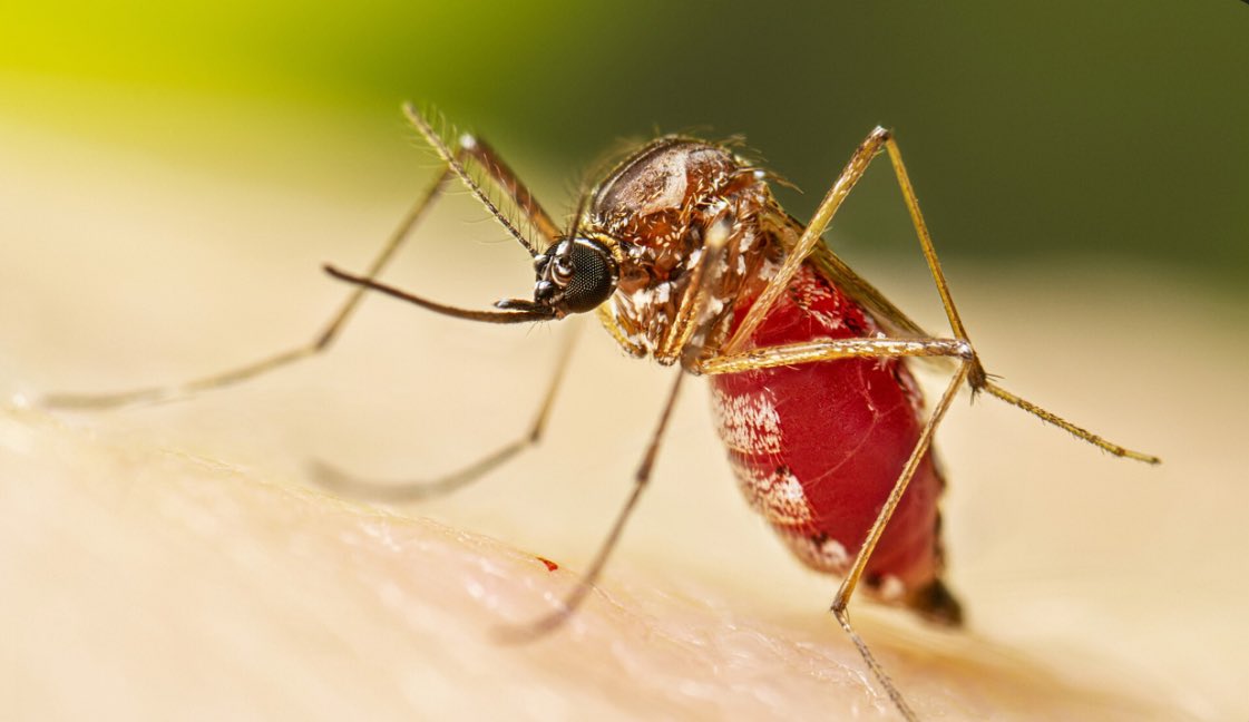 china-is-experiencing-a-chikungunya-virus-outbreak-a-mosquito-borne-illness-with-7000-reported-cases-2