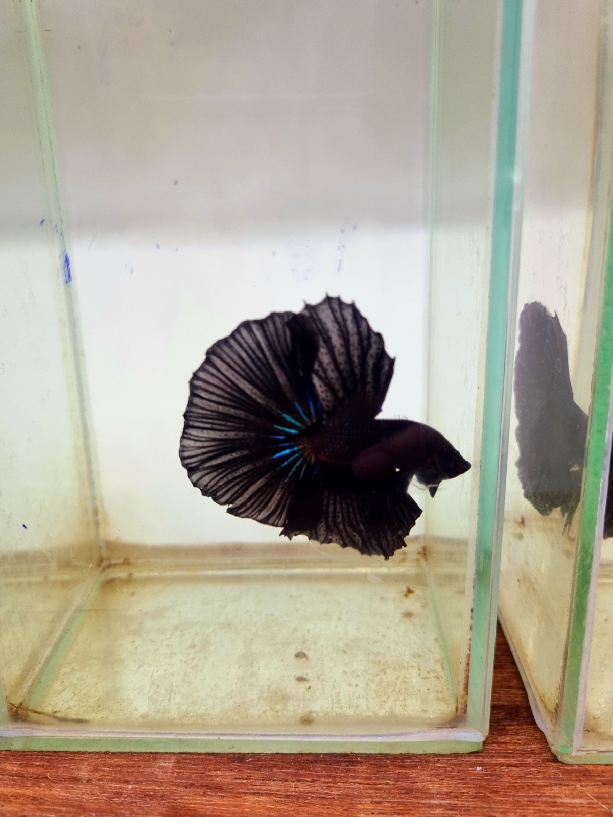 bettafish