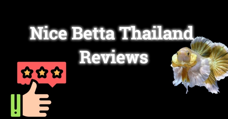 Nice Betta Thailand Reviews Why is Nice Betta Thailand reviews is the best betta shop? It has Hi-Class customers all the time with good reviews all the time. Today, let’s see the reviews of Nice Betta Thailand from customers. Nice Betta Thailand Reviews We have been bothered to mention Nice Betta Thailand reviews from all customer groups who received via Google reviews and Nice Betta Thailand website. Sassy Soul Review to Nice Betta Thailand I recently ordered from NIce Betta Thailand and had a fantastic experience! The fish arrived healthy, active, and safely packed. You can tell they really care about the quality and well-being of their bettas. Highly recommend for anyone looking for beautiful, well-cared-for fish! Suvannah Quigley review Nice Betta Thialand Absolutely amazing!!! The Betta came in nice and healthy and full of beautiful colors! Communication was fast and helpful! Will definitely be buying more from them in the future! Georgi Pang review Nice Betta Thialand I’m very happy with NiceBettaThailand.com! All my fishes that I have ordered are exactly the same as the pictures and the videos and even more beautiful in person. I would highly recommend this website for rare types and for one of the most beautiful bettas! Great job team Nancy Tielemans review Nice Betta Thailand a very beautiful site with magnificent specimens and lots of explanations on bettas, their origins, genetics, breeding… Bravo Jay G review Nice Betta Thialand Very good place to buy legit good qrade bettas, seller is very friendly and kind. Trustable shop had my second purchase from here. Highly recommended Giana T review to Nice Betta Thialand I had an overall positive experience with Nice Betta Thailand. The seller was incredibly communicative and went above and beyond in terms of customer service! After shipping, they informed me that one of the bettas had changed color and generously included an extra free betta, which turned out to be stunning and in perfect health. While the original betta looked quite different from the photo, their resolution was more than fair—they offered two additional replacement bettas for just the cost of shipping. The replacements arrived stressed (which wasn’t the seller’s fault), and though they have some growths or deformities, they’re settling in beautifully and are healthy. I appreciate the seller’s dedication and transparency throughout the process, and their fish are gorgeous overall. For US buyers, I highly recommend using Edy Tatama as your transshipper! Karol Pucyński review Nice Betta Thailand Beautiful fish. Superb quality, service and fast shipment. It’s almost easier to buy from them than from the local pet store Liz Xu review to Nice Betta Thailand Fish always looks amazing, and if they are sick they will send free replacements. One of the best sellers I’ve used. Dave harris review Nice Betta Thailand I normally buy from a LFS but I wanted my new tank to be unique with a lot of color and my local places just didn’t have anything with that “wow” factor. While searching online I came across Nice Betta Thailand and found a perfect pair. I was very worried about having them shipped internationally especially during a heatwave, but when I reached out they responded within minutes and we got a plan together. They arrived in perfect health a few days later and I couldn’t be happier with both the fish and how helpful they were when I had questions. Matt Schmitt review Nice Betta Thailand I bought a vampire black samurai butterfly half moon betta I was very impressed with the quick time it took to ship my fish the fish did cost 200$ but I personally work for a aquarium shop and my manager said he couldn’t get a betta that has a color/pattern like this one it was definitely worth the extra money for a quality fish as unique as this one when I got my fish he was full of life and energy I recommend anyone looking for a imported betta to check out what they have at Nice Betta Thailand Mary Elaine Mata review Nice Betta Thailand Five stars as my fish arrived safely and beautifully. He is very happy with his new environment. Seller proactively answers questions. Smooth transaction as well. Till next time Aidan Wang review Nice Betta Thailand Very satisfied with my fish from Nice Betta Thailand. Completely different level compared to your typical , Petco, PetSmart Betta, these show quality fish are super beautiful, very intelligent, extremely hardy, and incredibly healthy and vital. The owner is also very responsive. Everything is well worth the reasonable pricing and I will be buying from them in the future! Rich4rD 4unG review Nice Betta Thailand Betta arrived in perfect condition and 100% similar to the one i selected. Quick delivery time, just got it within a day (Look at bro happy at his new home) Connor Hutchison review to Nice Betta Thailand I had my doubts at first, but the fish arrived safely and healthy! Sometimes, messages went a while without a response, but if I sent a follow up message they did reply. Shipping took a while to arrange, but once it shipped it was a matter of days until it arrived. Highly recommend them! The fish arrive just like the image. It really helped to see the fish I bought go immediately out of stock after I paid. Very easy to work with them! kokweng than review Nice Betta Thailand Initially, I had many doubts about the company and the whole shipping process but they replied me really quickly and cleared all my doubts. The customer service was very good and they even went to the extent of sending me a video of the fish I was interested in. The packaging was really good and my fish arrived safely. Overall, I am really happy with the fish I received as it was healthy and looks exactly like the photo on the website. Definitely would recommend and buy from them again! vicente saenz review Nice Betta Thailand I’m very happy with my Betta pair that I purchased from NiceBettaThailand. Throughout my experience, when I had some questions they responded in a timely manner. Overall, the process went smoothly and the fish showed up looking healthy. Yes, they were stressed from shipping, but once they were acclimated to their new home they were showing good signs of health and excellent quality. I would highly recommend using them. I plan to return back as a repeat customer in the future and order more bettas from them. This just example some of Nice Betta Thailand review When it comes to world-class betta fish shop in Thailand, the name Nice Betta Thailand is undoubtedly ranked first. Why is it a world-class betta fish shop? High Quality Breeds Nice Betta Thailand is famous for selecting high-quality and distinctive breeds of Betta fish such as Halfmoon, Crowntail, King Betta, and other rare breeds that have been continuously developed. World-class competitions Betta fish from this farm are recognized in the international Betta competition industry, with breeders and contestants choosing fish from Nice Betta Thailand to participate in competitions that meet the standards of the International Betta Congress (IBC). Service and reliability Many customers have reported receiving healthy, brightly colored, and highly durable fish, with fast and reliable service. Worldwide exports Nice Betta Thailand offers Betta fish shipping services to customers worldwide, with safe and standard packaging to ensure that the fish reach customers in the best condition. Experience and expertise This farm has over 20 years of experience in breeding and developing Betta fish, giving it expertise and deep understanding in various aspects of raising and developing Betta fish. Cautions Nice Betta Thailand will be famous for its high quality betta along with Hi-Class customers or contestants who like this shop the most. You will see that there are scam shops trying to impersonate Nice Betta Thailand all the time. Observe carefully before ordering at all. The real Nice Betta Thailand shop must have a website URL of http://www.nicebettathailand.com only. Nice Betta Thailand review summary People like Nice Betta Thailand because the fish are of good quality betta, have beautiful colors, are healthy, and are delivered quickly worldwide. In addition, the breed is of world-class competition standard. The service is good and they are highly specialized, just like the big players who are trusted in the fish industry!