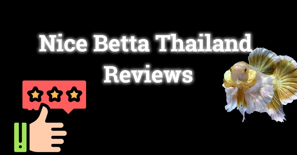nice-betta-thailand-reviews-why-is-nice-betta-thailand-reviews-is-the-best-betta-shop-it-has-hi-class-customers-all-the-time-with-good-reviews-all-the-time-today-lets-see-the-reviews-of-ni-2