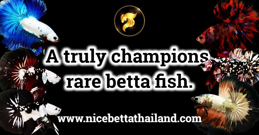 rare-betta-fish-the-ultimate-guide-to-exotic-and-valuable-by-nice-betta-thailand-when-it-comes-to-best-quality-betta-fish-theres-no-better-place-to-find-championship-quality-than-thailand-a