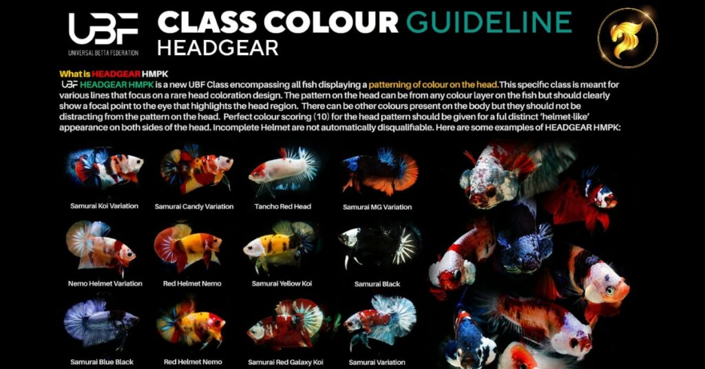 class-color-guideline-helmet-or-headgear-betta-fish-ubf-headgear-betta-fish-one-of-the-most-special-betta-fish-classes-in-our-ubf-show-100-rare-fish-only-samurai-helmet-tancho-classic-monster-or-2