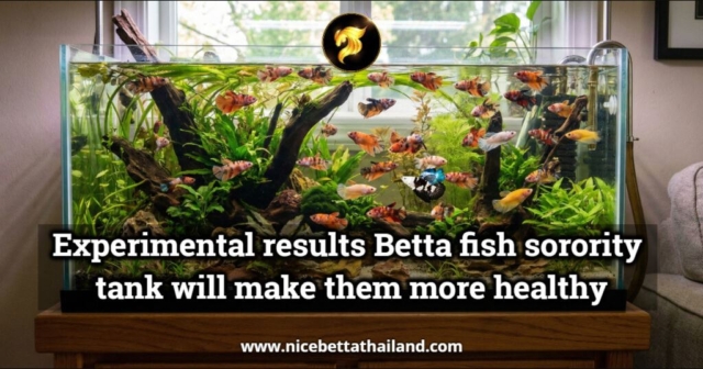 Experimental results Betta fish sorority tank will make them more healthy and long lifespan In the betta fish world, everyone knows that “proper breeding” is the key to having strong, long-lived fish. But few people know that “the type of aquarium used” has a huge effect on the health of the betta fish. Recently, Nice Betta Thailand has experimented with various types of betta fish sorority tanks to find the answer to which type of tank has the best effect on the fish’s health, immune system, lifespan, and even the freshness of their colors. This experiment caused a stir in the industry, as the results clearly showed that a properly designed, biologically sound tank setup can significantly increase the lifespan of betta fish, improve their color, and reduce the incidence of common diseases such as fin rot, white spots, stress, and drowning caused by damaged air bladders. This article summarizes every step, the results, and the best betta tank setup, according to a study by Nice Betta Thailand. There are many female betta fish in the same tank Why are the fish stronger, live longer, and have more vibrant colors than before? Nice Betta Thailand Academic Report for Breeders, Showrunners, and Betta Lovers Betta fish are familiar to Thais, but many still believe that “Betta fish are fish that must be kept alone,” especially female Betta fish, which are often viewed as only suitable for temporary living together. This article presents actual experimental results from the experience of breeding Betta fish from several Thai farms, as well as biological data that supports this claim. This in-depth article is ideal for breeders, show fishers, and novice fishers seeking the healthiest, most vibrantly colored, and longest-lived female bettas. The origin of the Sorority Tank experiment in Nice Betta Thailand Our farm has selected dark-colored, metallic, or Fancy-colored betta fish. We have experimented by raising 8-20 female fighting fish together in a medium-large tank to study how group behavior affects the fighting fish and compare it with fighting fish that have been raised alone for a long time. It is clear that the results are as follows: Stress Lifespan Immune System Betta Color Vibrance Form Stability The results clearly differ from previous beliefs. Fish kept together are stronger, less susceptible to disease, have darker colors, and are more agile than fish kept alone in a jar. Why does raising them improve the health of your betta fish? Reduce physiological stress Betta fish are naturally hierarchical animals. If kept alone in a confined space, the fish will experience accumulated stress, such as: He doesn’t swim much. Reduced energy expenditure, which may lead to indigestion (which can lead to Dropsy) Easily startled High levels of the hormone Cortisol But when they are in a balanced group, fish establish a “school order” and quickly become calm. The result is: Reduced stress levels – increased immunity – and a longer lifespan. The female fish in the “always moving” group have bright colors and tight muscles. Fish that live together swim more and do not float like fish in a jar. The benefits are More powerful muscles Wider fins Improved respiratory system Improved blood circulation All of this results in a more intense color and metallic sheen, especially in the Galaxy betta fish Candy betta / Nemo betta fish Koi betta fish Fancy betta fish Marble betta fish Metallic / Copper Betta fish Killer Shadow Black Samurai Betta fish Improved immune system like a herd animal Animals that live together tend to have a more stable immune system than those living alone because they are exposed to a wider variety of microorganisms. Therefore, female bettas in groups Less likely to get sick Take care of yourself early Fungal infections are rare Dropsy problem is gone. Wounds heal several times faster than those of single-rare fish. The behavior is natural, the betta fish has a clearer personality. Female betta fish have the instincts of wild betta fish when they are together. Showing warning signs Showing off their fins. Even though their fins are shorter than those of males, they are still noticeable. Swimming away from each other. Leader–subleader order. This gives the fish a more developed intelligence, a more graceful form and is less “scaredy”. Experiment Betta fish sorority by Nice Betta Farm Thailand This data is summarized from more than 20 experiments in which 10–20 females were kept in 36 and 48 inch tanks over 2 years. Growth Rate Fish raised in captivity grow 22–37% faster on average. Average lifespan Fish raised in groups have an average lifespan of 2.5–3 years. Fish raised in individual jars have an average lifespan of 1.5–2 years. Morbidity rate Combined: Average annual incidence of 1–2%. Single: Average annual incidence of 10–15%. Color and form Colors are noticeably more vibrant. Key factors that make betta fish sorority tank “work” The appropriate number of fish for a betta tank If there’s too little, the fish will chase each other. If there’s too much, it will cause stress. Ideal quantity = 8–20 per 24–36 inch cabinet length. Trees, clear water and hiding places The cabinet should be arranged in a “Semi-Natural” style, such as: Long-stemmed water lilies Red azolla Driftwood roots Moss Provide hiding places, sleeping corners and boundaries. Avoid introducing new betta fish into the group immediately. You should add a new one like this Quarantine for 3 days Adjust the water. Turn on the lights and dim them. Add them to the school when the fish are full. Food has a great effect. Feeding determines color and health. Suitable for: Live red mites Live red worms Pellet food with at least 45% protein Multivitamin supplements 1–2 times a week Why do betta fish that are raised have “more vibrant colors”? This is a biologically significant result. The circulatory system stimulates the pigmentation of the betta fish. When fish swim frequently, blood circulation increases, causing the pigment to darken. Iridophore (glitter) Melanophore (black) Xanthophore (yellow) Erythrophore (red) Encouraged to work at full efficiency Reducing subscale fat in betta fish Fish that are alone and still for long periods of time will accumulate fat, causing their color to dull. Fish that swim constantly because they are in groups will lose fat, making their scales “clearer” and their color “more distinct”. Water pressure and energy consumption As energy levels increase, female hormones and pigment regulators function more effectively, resulting in more even and more vibrant colors. Do betta fish really live longer? – Data from field research The results of data collection over a period of more than 3 years found that Who should use this type of mixed breeding? Fancy Breeder Marble is more solid, and the colors are more prominent. Metallic/Copper breeder The shine is clearer than when raised alone. General breeders Lively fish are much more enjoyable to watch than keeping just one. People who love raising fish together or koi fish Koi or candy colors, when kept together in a tank, give the feeling of having a large number of koi fish. Precautions for raising betta fish together Although group rearing is effective, it must be done correctly. Do not keep fish in tanks smaller than 12 inches. Do not breed fish of different ages. Do not keep female fish with unusually aggressive behaviors. Do not lack hiding places. Do not starve fish, which can lead to intense competition for food. Summary of the results of the Nice Betta Thailand co-raising experiment Raising many female betta fish together is another system that “contrary to conventional beliefs”. However, experimental results from both actual breeding farms and biological data clearly show that Betta fish are healthier. They have a higher immune system and get sick much slower than single fish. Lasts at least one year longer than the single type. The colors are bright and intense, and the form is good because the fish get regular exercise. Behavior is natural, not easily startled. Suitable for all breeding and collector groups. If the goal is “the strongest, most colorful, and most stable female betta,” a sorority tank is the answer that clearly delivers the same results.