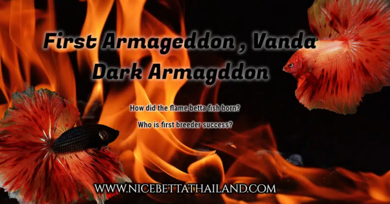 First Armageddon, Vanda and Dark Armageddon betta fish Fire burns first Armageddon,Vanda and Dark Armageddon betta fish If talking about Siamese fighting fish with patterns like fire or meteor, it is inevitable to talk about colored Armageddon betta fish or Vanda. Which is a unique betta fish and is the only type of fighting fish that grows more beautiful Because the red spots along the fins will become more prominent and clear as he gets older. Breeder Success the Siamese fighting fish come up fire betta fish Back in 1999, the first breeding group, Somkiat Intamu from Aquastar71, developed Betta fish this color to be the first to be inspired by the movie Armageddon. He has tried many methods and has tried breeding many times. But it is not successful, and in this article we will talk about the beginning of success in bringing fire fighting fish. Origin of the first Armageddon fighting fish Armageddon or Vanda in the past started with the development of the color Choco Orange, after which it was cultivated with yellow or orange by creating blood for these two colors. The first successful colors were Dark Armageddon, but they were not successful due to the unwholesome bloodline. Once the Dark Armageddon culturers are finished, they will need to Inbreed this color by 3 generation to create a pure blood lineage. Which will take 1-2 years to get a pure blood lineage At this point, it is not difficult to understand how Armageddon or Vanda came. The fish breeder will start by bringing the breeder Dark Armageddon breed with the female color or pure yellow color. Will produce a fish with Armageddon or Vanda color, but that is still not quite successful. Because of the success of this color The fish will have a lot of black soot. That’s because the bloodline of this species of fish is not pure. Breeders must be Inbreed by choosing this color with few soot. To cultivate the least body to be successful, it is necessary to have more than 3-4 Generation to be a breed that has pure blood without soot in the body. Armageddon meteor betta fish Armageddon betta fish is currently considered to be a color that is not very available in the market due to the breeders who breed less. And not as popular as in the past, but still a color that is not difficult to raise as well But Dark Armageddon is the color that is hard to find because the breed is not popular. That’s because Armageddon or Vanda and Dark Armageddon are older fish that have red spots on the fins that are pronounced and beautiful, while Dark Armageddon is already dark. It is necessary to wait longer than Armageddon in general to be fully beautiful and to the market. Most age ranges from 6-8 months or 1 year In which there is a very high chance that the fish will lose their fins or become sick before reaching the owner Recommend Armageddon is one color betta fish when fish more older will more beautiful. Because red spot on fin will more strong look like firer. What do you think with this color? Please comment bellow!! Armageddon betta fish Summary Betta splendens (Fighting Fish) with special color codes/patterns are called Armageddon betta fish (sometimes called “Vanda”) and Dark Armageddon betta fish — which are characterized by “red spots along the fins” that become more pronounced and beautiful as the fish matures. The first breeding group (by a person named Somkiat) began developing this color fish in 1999, starting with trying to use “Choco Orange” and yellow/orange fish, and gradually developing the bloodline until they had the first successful “Dark Armageddon”. However, because the bloodline was not pure, it had an undesirable “soot” on the fish’s body. To obtain a fish with a beautiful “smoky” Armageddon/Vanda color, breeding must be done “in-breed” (cross-breeding) at least 3-4 generations to obtain a pure bloodline and good color. The Armageddon/Vanda line is relatively easy to find — but the Dark Armageddon is particularly difficult to find, as it takes longer than “normal” fish to achieve full color (usually around 6–8 months, or up to a year), and there’s a chance the fish will lose fins or become sick before reaching full maturity. But when fully grown, Armageddon bettas are very beautiful — the red spots on their fins are prominent, resembling “fire” (fire / meteor) — which is why they are called “fire betta fish / meteor betta fish” and are a popular fish for many collectors. FAQ: Armageddon, Vanda and Dark Armageddon Betta Fish 1. What is Armageddon Betta Fish? It is a fighting fish with a distinctive feature of “red spots on the fins” that look like flames when fully grown. It is considered a rare species and is popular with collectors. 2. What is the name of Vanda Betta? Vanda is also a name used for Armageddon, and some breeders use this term instead of Armageddon. 3. How is Dark Armageddon different from regular Armageddon? Dark Armageddon has a darker color tone and the red spots on its fins are particularly prominent, giving it a more “aggressive” and rarer appearance. 4. When did this fish species begin to develop? Development began in 1999 by a group of breeders who wanted to create fish with a distinctive red spot. 5. What is the base color of the fish used to evolve Armageddon? It starts with Choco Orange and the yellow/orange group before gradually improving to create the Armageddon special shade. 6. Why is the Dark Armageddon line so rare? Because it takes a long time to develop a beautiful color and the breeding must be carefully selected until the bloodline is stable, which is difficult to do. 7. How does the red color on the fins occur? It is the result of many generations of bloodline development that has resulted in the natural red spots on the fins, not dyeing. 8. Why do some fish have “soot” or black spots on their bodies? Because the bloodline is not pure, it must be continuously cultivated for 3-4 generations to reduce the black soot. 9. How long does it take for fish to reach full color? Average 6–8 months, or some may take up to 1 year. The color will be most obvious when fully grown. 10. Is Armageddon considered an expensive fish? They are usually inexpensive because they are readily available, although they take longer to develop to achieve stable colors. 11. What is the most outstanding feature of this betta fish? “The red spots on the fins that look like fire or meteorites” are a unique characteristic that is difficult for other lines to imitate. 12. What do breeders usually do to keep the color of their betta fish stable? It is popular to do continuous in-breeding over several generations to obtain stable color characteristics and reduce defects. 13. Is this type of betta fish difficult to raise? Raising them is not difficult, but they require careful care because the slow coloration can cause some to become sick or have bruised fins before they reach adulthood. 14. Why do some people call this fish Fire Betta or Meteor Betta? Because when they are large, the red spots on their fins look like flames or falling star fragments, hence their nickname. 15. If you want to breed Armageddon, what should you be careful about? Fish must be selected without soot, with a stable base color, and parents that have been selected through several generations of bloodline selection should be selected for the most beautiful results.