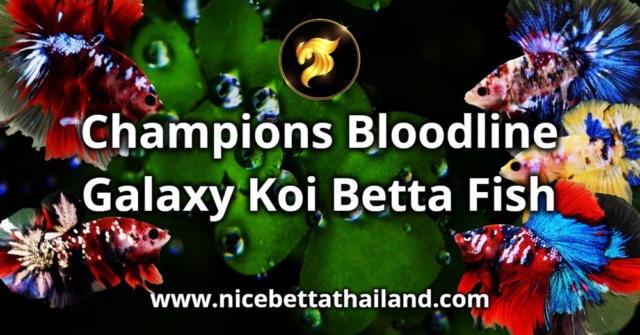 Galaxy Koi Betta Fish – The Ultimate Guide by Nice Betta Thailand