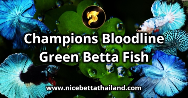 Champions Bloodline Green Betta Fish