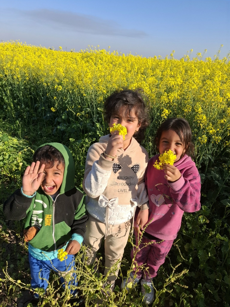 مزارع ⁧‫کلزا‬⁩ - ⁧‫ساری‬⁩
