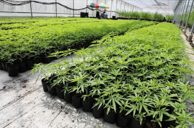 Cannabis is a medicinal plant with many properties. It can be used for recreation, entertainment and medicine. However, if used excessively or in the wrong way, it can also become a drug. Therefore, if you want to use cannabis to treat disease, you must always be supervised by a doctor in order to extract the most benefits from cannabis and avoid unwanted side effects. There are many medical benefits of cannabis, such as being able to use it as a pain reliever, reducing anxiety, inducing relaxation and helping you sleep better. In this article, SkinX will provide you with information about the benefits of cannabis, what symptoms it can be used medically to treat, and what are the disadvantages besides the benefits? What is Cannabis? Cannabis is a herbaceous plant with 5-8 lobed leaves and jagged edges. The flowers are hermaphroditic and grow on different plants. Each part of the cannabis plant has different properties. You can choose the one that suits your needs, whether it's leaves, stems, roots, or flowers. Then extract that part for medical treatment. The extracts in cannabis that can be used for medical purposes include Tetrahydrocannabinol (THC) and Cannabidiol (CBD). Each strain of cannabis has different amounts of these substances. Now, let's get to know what THC and CBD are. 1. Benefits of THC THC stands for Tetrahydrocannabinol, or what is known as the intoxicating substance. It is the main extract of cannabis. It stimulates the nervous system, makes you feel relaxed, intoxicated, and addictive. If used in the right amount, it will have therapeutic effects, such as reducing muscle cramps, reducing nausea, increasing appetite, and helping you sleep better. However, if you receive too much THC, it can cause harmful effects on the body. Therefore, you must use it in the right amount. And should be under the care of a doctor during medical use. 2. Benefits of CBD CBD is short for Cannabidiol. It is an extract that can be found in cannabis. In smaller quantities than the main substance, THC, which has a dizzying effect. Therefore, it must go through the extraction process only. In order to be used correctly in medicine. CBD is a non-psychoactive compound. It is not addictive. And has therapeutic effects such as reducing pain, reducing neurological symptoms, reducing anxiety, reducing nausea, reducing seizures from various epilepsy. And may help relieve insomnia Currently, CBD has been mixed and processed into various products. For example, oil, jelly, capsules, to make it easier to use. The most popular is in the form of CBD Oil. Mostly, CBD Oil is oil extracted from hemp plants. Which has high CBD, low THC, suitable for medical use more than CBD Oil made from cannabis plants. Each type of oil should be selected according to the desired purpose. Because the amount of extracts is not the same. Will cause different results “CBD is considered a safer cannabis extract than THC because it is non-addictive. In some diseases, such as certain types of epilepsy, CBD may be more effective in treating them. However, for the most part, THC is more effective in reducing pain, increasing appetite, and helping with sleep.” Cannabis extracts, especially extracts from leaves and flowers, contain THC and CBD, which have more pharmacological effects than other parts. They can treat a variety of diseases if used in the correct amount and under the care of a doctor throughout the period of use. Examples of diseases that can benefit from cannabis for treatment include: 1. Insomnia It is generally found that if THC from cannabis is used in the short term, it will help reduce anxiety and make it easier to fall asleep. At the same time, CBD also helps to make people sleepy and fall asleep faster. It also reduces the chances of waking up in the middle of the day and helps to sleep longer. However, it should not be used in the long term because it may result in drug resistance and a decrease in overall sleep efficiency. 2. Vomiting from chemotherapy According to clinical research, the drug Nabilone, which contains THC extracted from cannabis, can help reduce nausea and vomiting caused by chemotherapy. This drug has also been approved by the Food and Drug Administration in several countries, such as the United States, Australia, and Belgium. However, this drug can only be considered when other treatments are ineffective. 3. Epilepsy CBD can be considered to treat certain types of epilepsy and epilepsy that is resistant to two or more types of medications. Research has shown that the use of CBD under the supervision of a neurologist It can reduce the frequency of seizures per month by up to 48%. 4. Anorexia from chronic diseases THC can greatly increase appetite in patients with chronic diseases, allowing patients to eat more and not lose more muscle mass, bones, and fat than before, preventing cachexia that may occur, as well as giving patients enough strength to continue receiving treatment for chronic diseases. 5. Multiple sclerosis The use of THC and CBD together can help reduce pain and stiffness from the disease. However, the use of cannabis to relieve symptoms from this disease can only be considered when standard treatment methods are no longer effective. It is not recommended to use cannabis as a starting point for treatment. 6. Autism The use of CBD in relatively high doses, under strict medical supervision, can relieve some symptoms of autistic patients with autism. Research has shown that after using CBD, patients have a reduced rate of self-harm and attention deficit disorder, as well as better sleep. Benefits of cannabis that are being further studied There are many more benefits of cannabis waiting to be discovered. Some diseases already use cannabis for medical purposes, but more research and clear supporting data are needed. To confirm the efficacy before widespread use with patients 1. Parkinson's disease Some data shows that CBD can help improve the main symptoms of Parkinson's disease, such as movement problems. However, there is no clear confirmation of the effective treatment results because the data is insufficient. What can be confirmed is that cannabis extracts can only relieve the side effects of the disease, such as pain or insomnia. 2. Alzheimer's disease Currently, there are only some studies that say that THC can help treat Alzheimer's disease, but it is not very effective. There is still a lack of effective data and a lot of research to confirm the use of cannabis to treat this disease. 3. Other neurological diseases There is no official research yet, but it was found that THC can reduce muscle twitching in patients with Tics and Tourette syndrome to some extent. However, the frequency and severity of the lesions are not significantly reduced. The harm of cannabis that should not be overlooked The harm of cannabis that has a harmful effect on the body often comes from using THC in an inappropriate amount. Because THC can cause various mental symptoms. As for CBD, if used in excessive amounts, it may have side effects such as reduced appetite, nausea, diarrhea, drowsiness, fatigue, and abnormal liver enzymes. However, if used in the right amount, there are usually no side effects and it is considered a relatively safe substance in medical terms. The disadvantages of cannabis from THC that can be found include: Hallucinations, auditory hallucinations, paranoia Poor memory, reduced brain function, poor decision-making There is a risk of permanent hallucinations throughout life There is a risk of stroke, myocardial infarction, and sudden cardiac arrest Decreased sexual performance and sperm count in males There is a risk of testicular cancer There are more mental symptoms and an increased risk of suicide